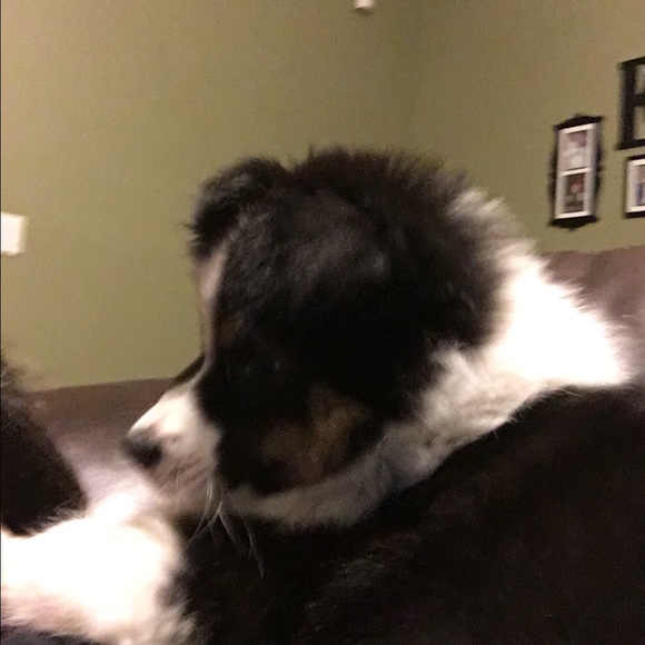 Meet your Posher, Shauna - Picture 1 of 1