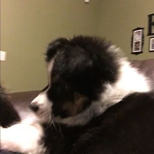 Meet your Posher, Shauna