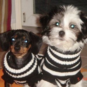 Meet your Posher, Debbie