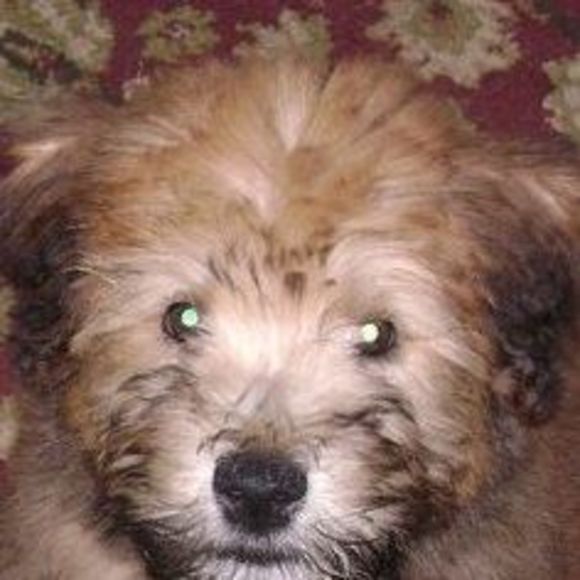 Meet your Posher, Stacey - Picture 1 of 1