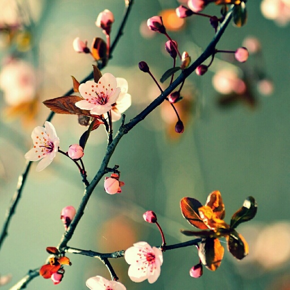 Meet your Posher, Veronica