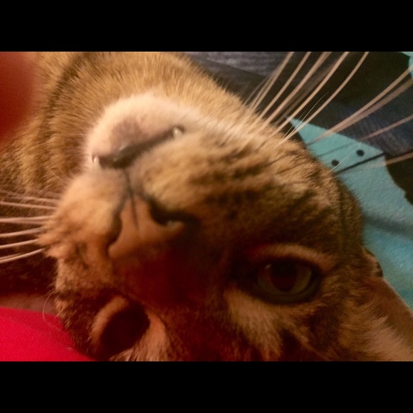 Meet your Posher, Nita - Picture 1 of 1