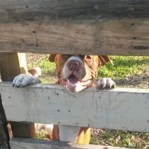 Meet your Posher, Mona