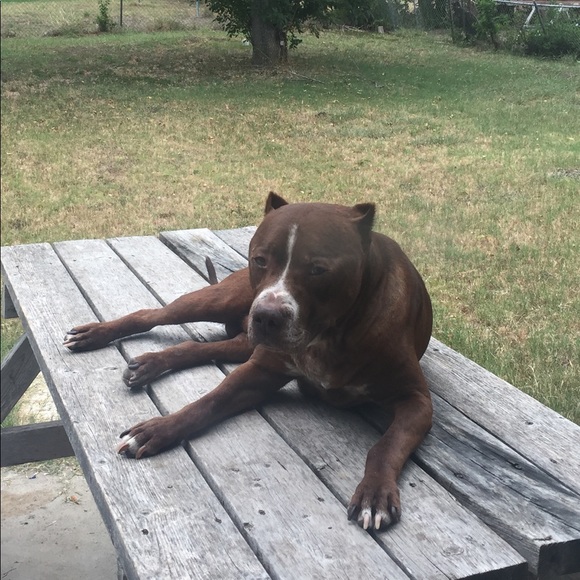 Meet your Posher, Celeste - Picture 3 of 7