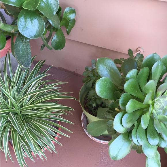 Meet your Posher, Olivia - Picture 1 of 1