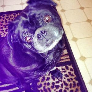 Meet your Posher, Melody