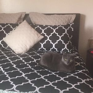 Meet your Posher, Yeshi