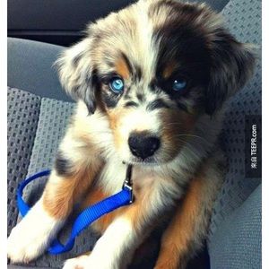 Meet your Posher, Ju yen