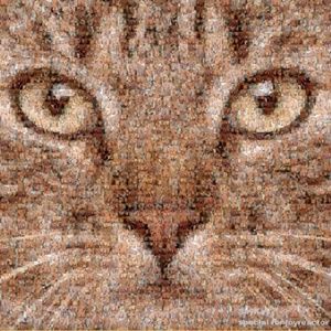 Meet your Posher, Ivan