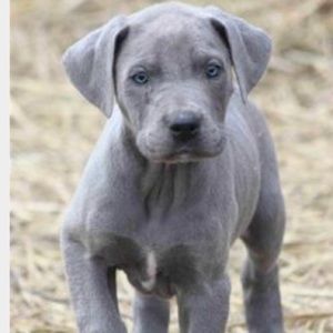 Meet your Posher, Noelle