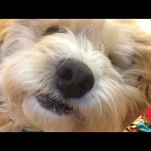 Meet your Posher, Mabel