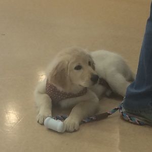 Meet your Posher, Elizabeth