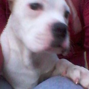 Meet your Posher, Annie