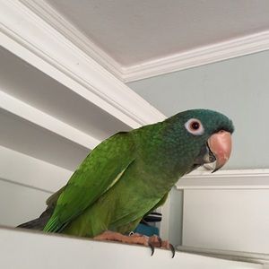 Meet your Posher, Kalani