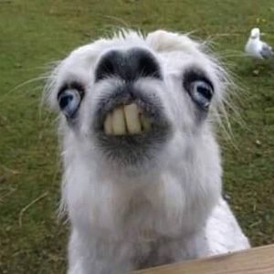 Meet your Posher, Tia