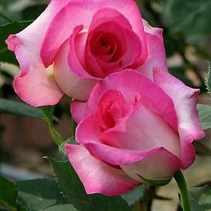 Meet your Posher, Vickie