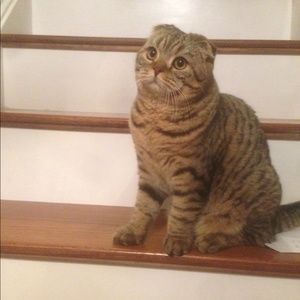 Meet your Posher, Tori