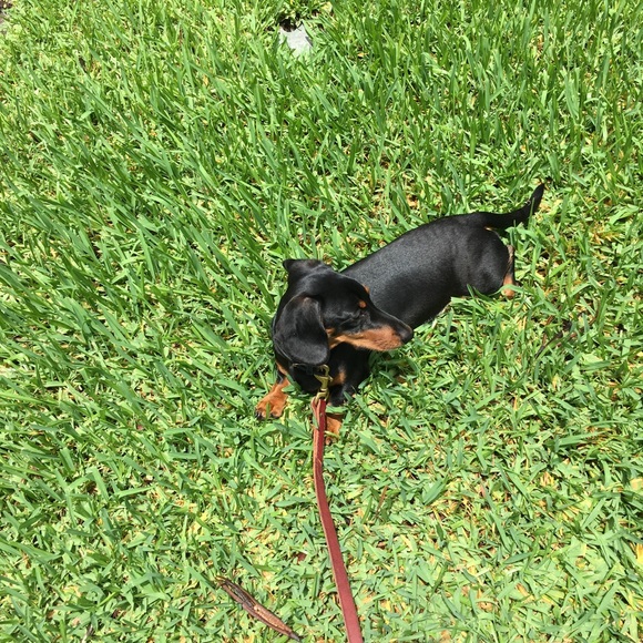 Meet your Posher, Rosie - Picture 2 of 2