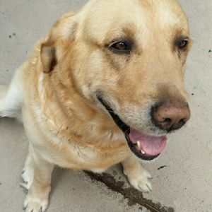 Meet your Posher, Dora