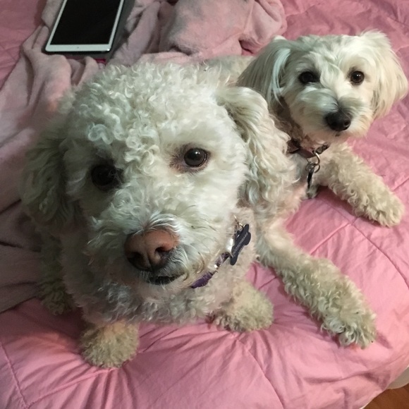 Meet Chloe and roshanna! Maltipoos! - Picture 2 of 2