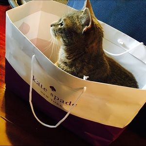 😻Momo wants to help out!😹