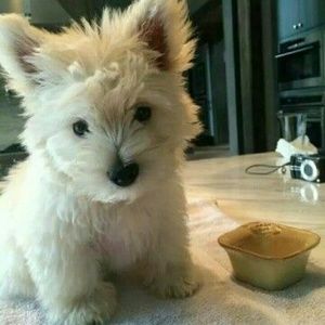 Meet your Posher, Kaylin