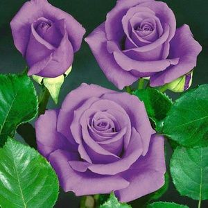 Meet your Posher, Tammi