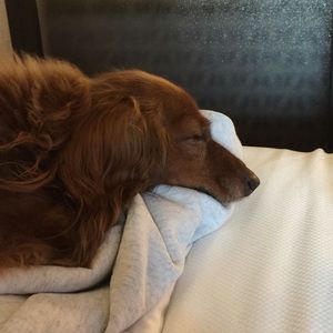 Meet your Posher, Carol