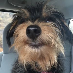 Meet your Posher, Dominique