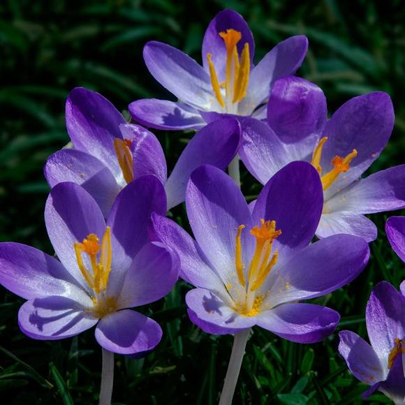 Meet your Posher, Zahn