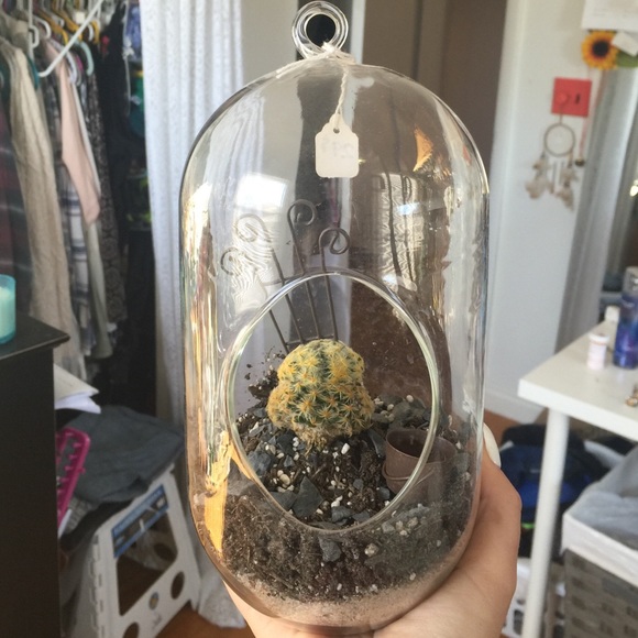 Cactus terrarium 🌵