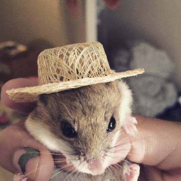 Hello - Picture 2 of 2