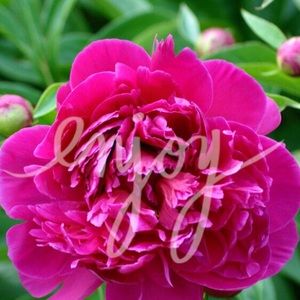 ❤️shoes for almayf28