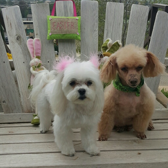 My babies Daisy and Rusty