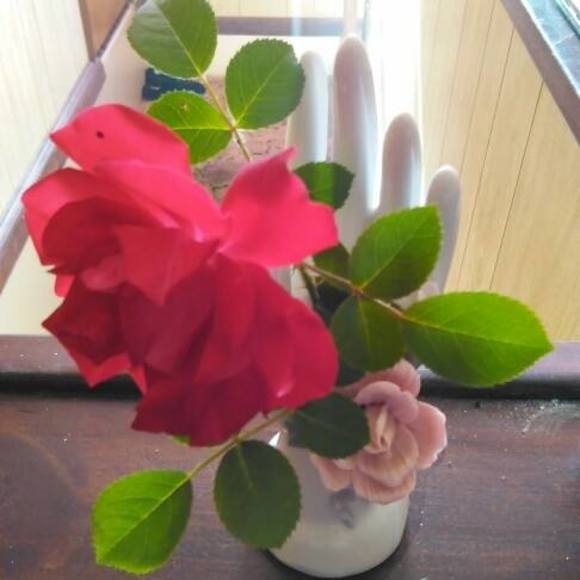 Meet your Posher, Shelly - Picture 1 of 1