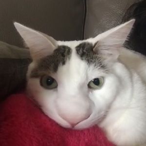 Meet your Posher, Iman