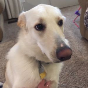 Meet your Posher, Julie