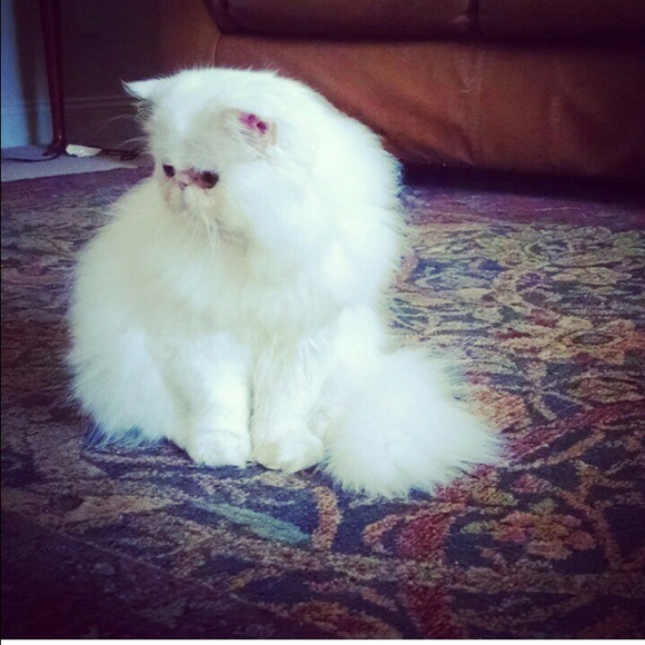 Meet your Posher, Belinda - Picture 1 of 1