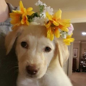 Meet your Posher, Roxane