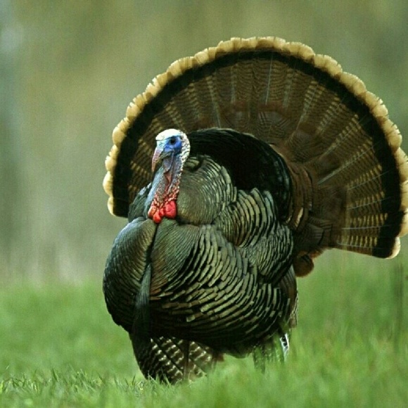 Meet your Posher, Terry - Picture 1 of 1