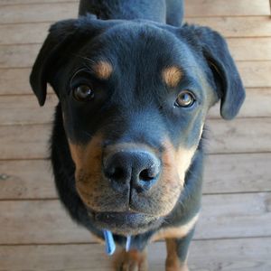 Meet your Posher, Debbie