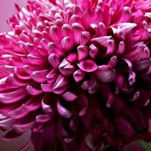 Meet your Posher, Candice