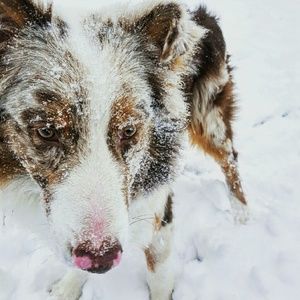 Meet your Posher, Kali