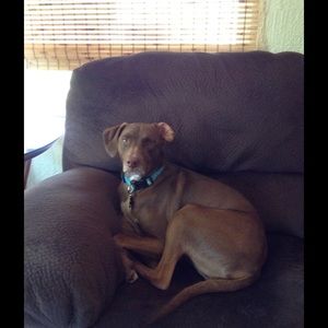 Meet your Posher, Amy