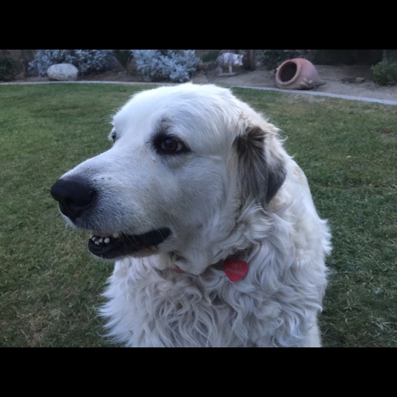 Meet your Posher, Carole - Picture 3 of 4