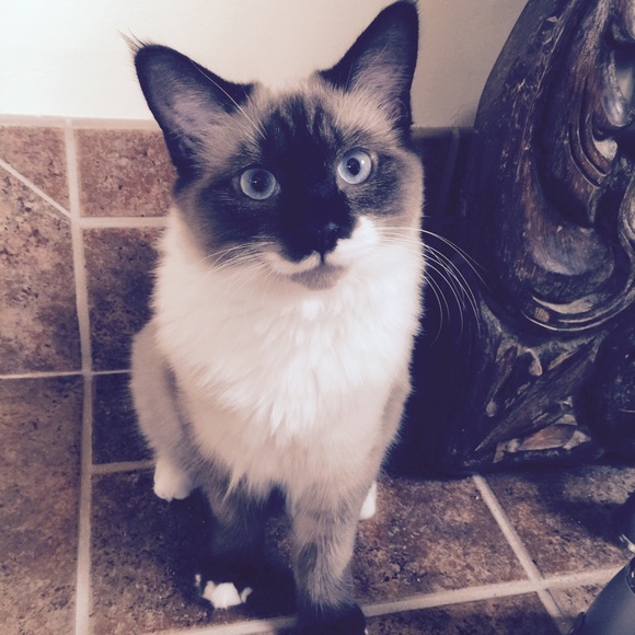 Meet your Posher, Carole - Picture 4 of 4