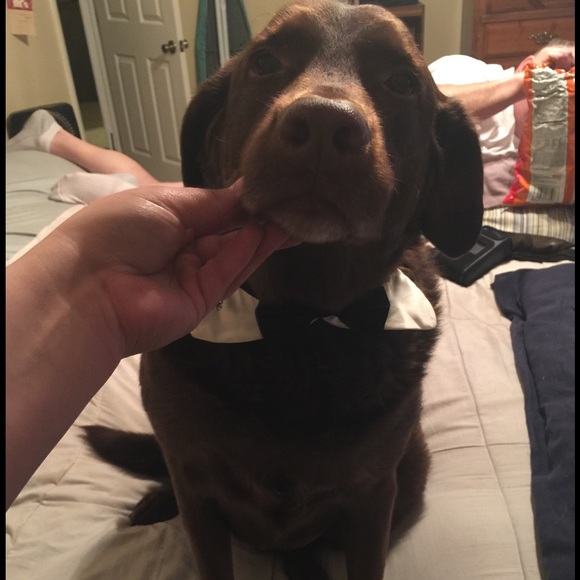 Puppy tux collar and 3 paw cuffs