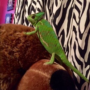 Meet your Posher, Kloe