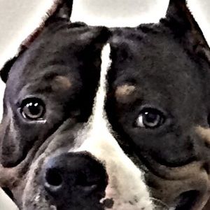 Meet your Posher, Trish