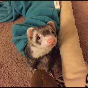 Meet your Posher, Elbonie